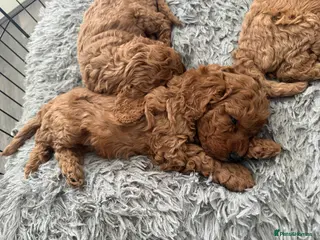 Cockapoo dogs Cockapoo puppies - Advert 1