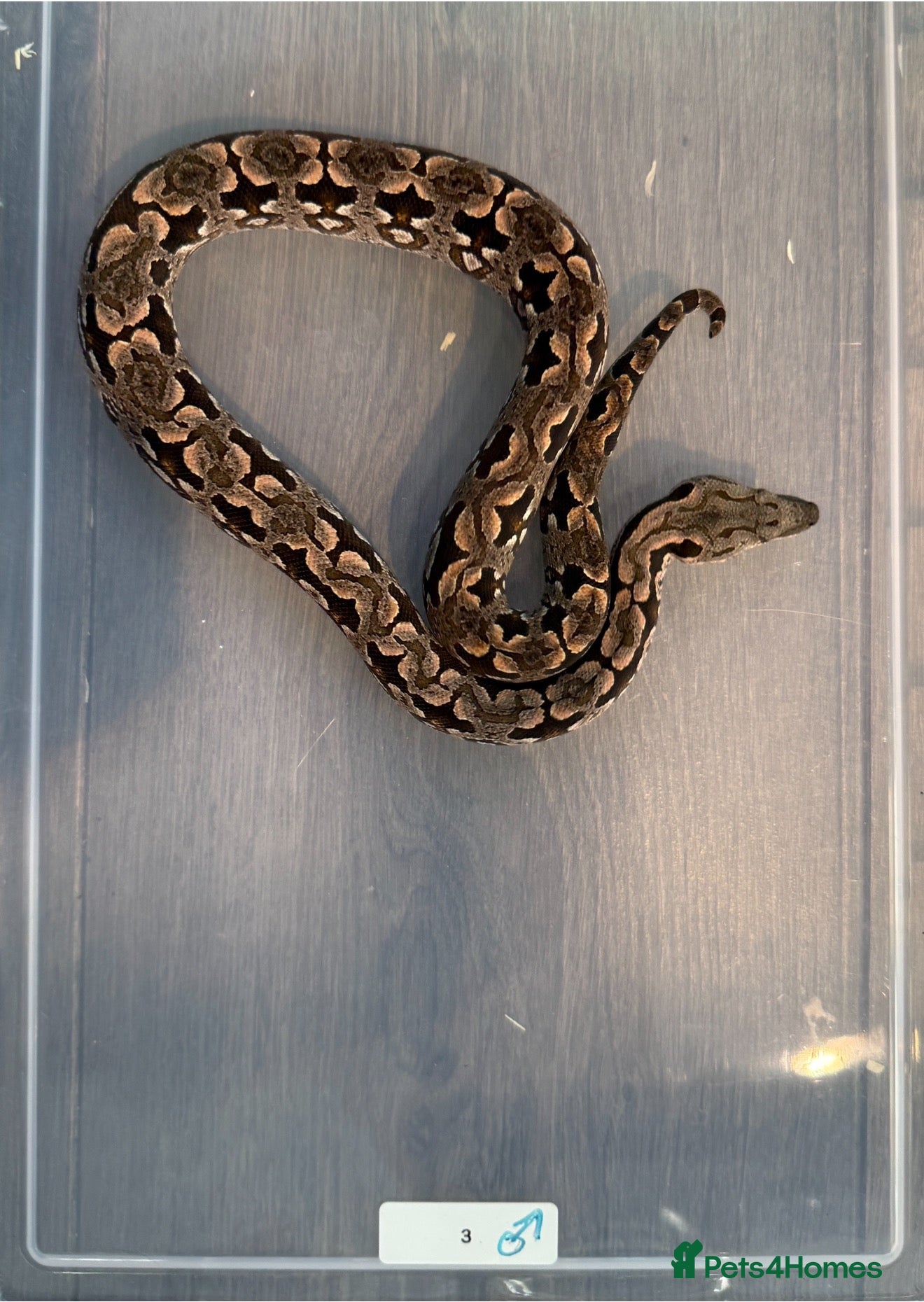 Boa Snake reptiles for sale: Dumeril Boas - Advert 1