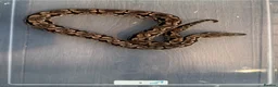 Boa Snake reptiles for sale: Dumeril Boas - Advert 1