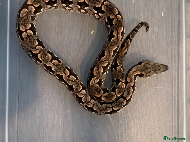 Boa Snake reptiles for sale: Dumeril Boas - Advert 1