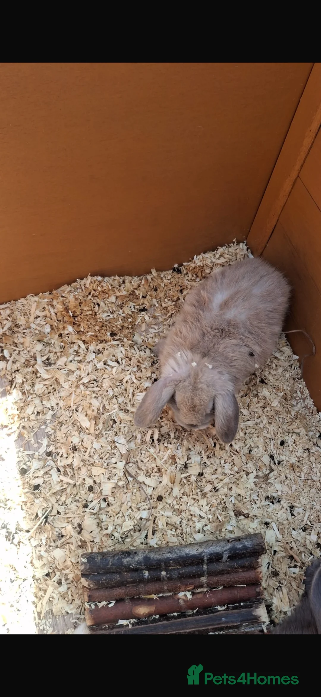 Mini Lop rabbits for sale: Baby mini lops - Advert 2