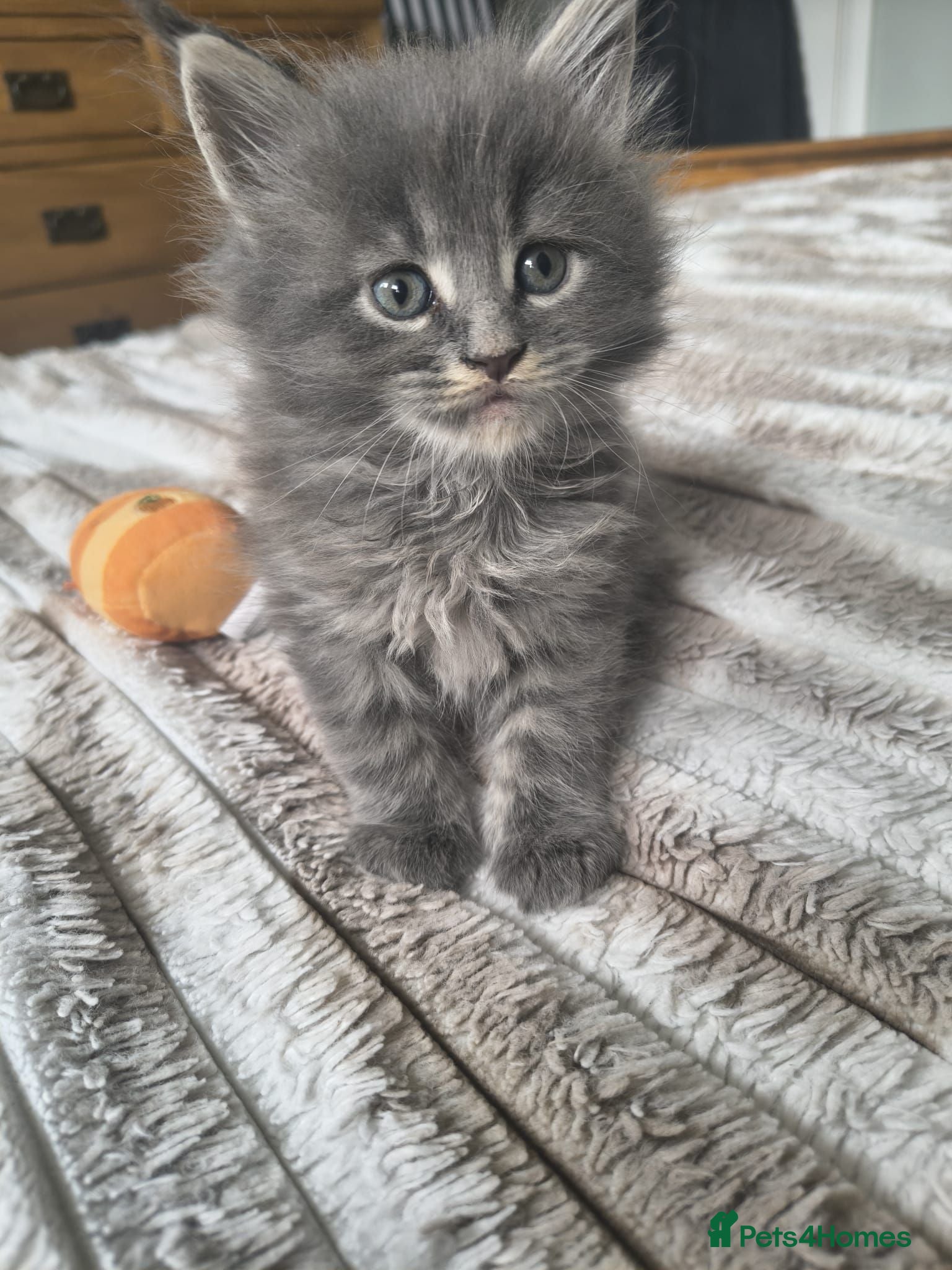 Maine Coon cats Tica registered Maine coon kittens - Advert 1