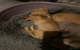 Miniature Dachshund dogs for sale: Kc registered cream miniature dachshund  - Image 1