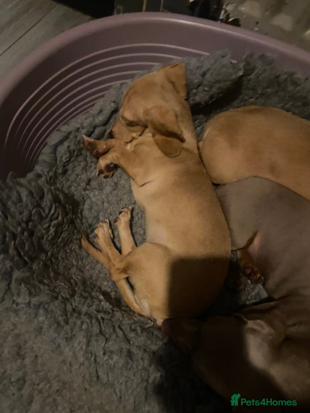 Miniature Dachshund dogs for sale: Kc registered cream miniature dachshund  - Image 1