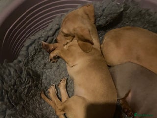 Miniature Dachshund dogs - Advert 22