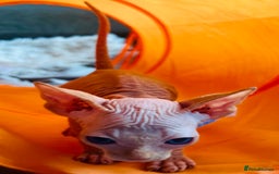 Sphynx cats for sale: Sphynx kittens - Image 10