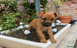 Lakeland Terrier dogs for sale: Working Lakeland Terrier Pups For Sale in Rotherham - Image 1