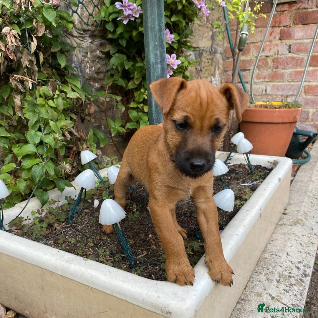 Lakeland Terrier dogs for sale: Working Lakeland Terrier Pups For Sale in Rotherham - Image 1