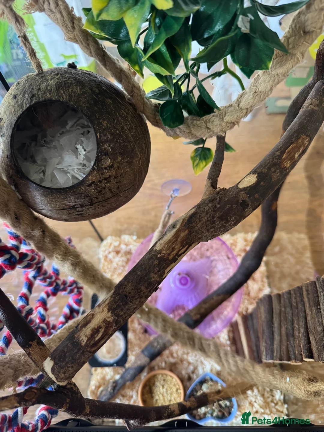 Mouse rodents for sale: 6 African Pygmy dormice & enclosure - Advert 6