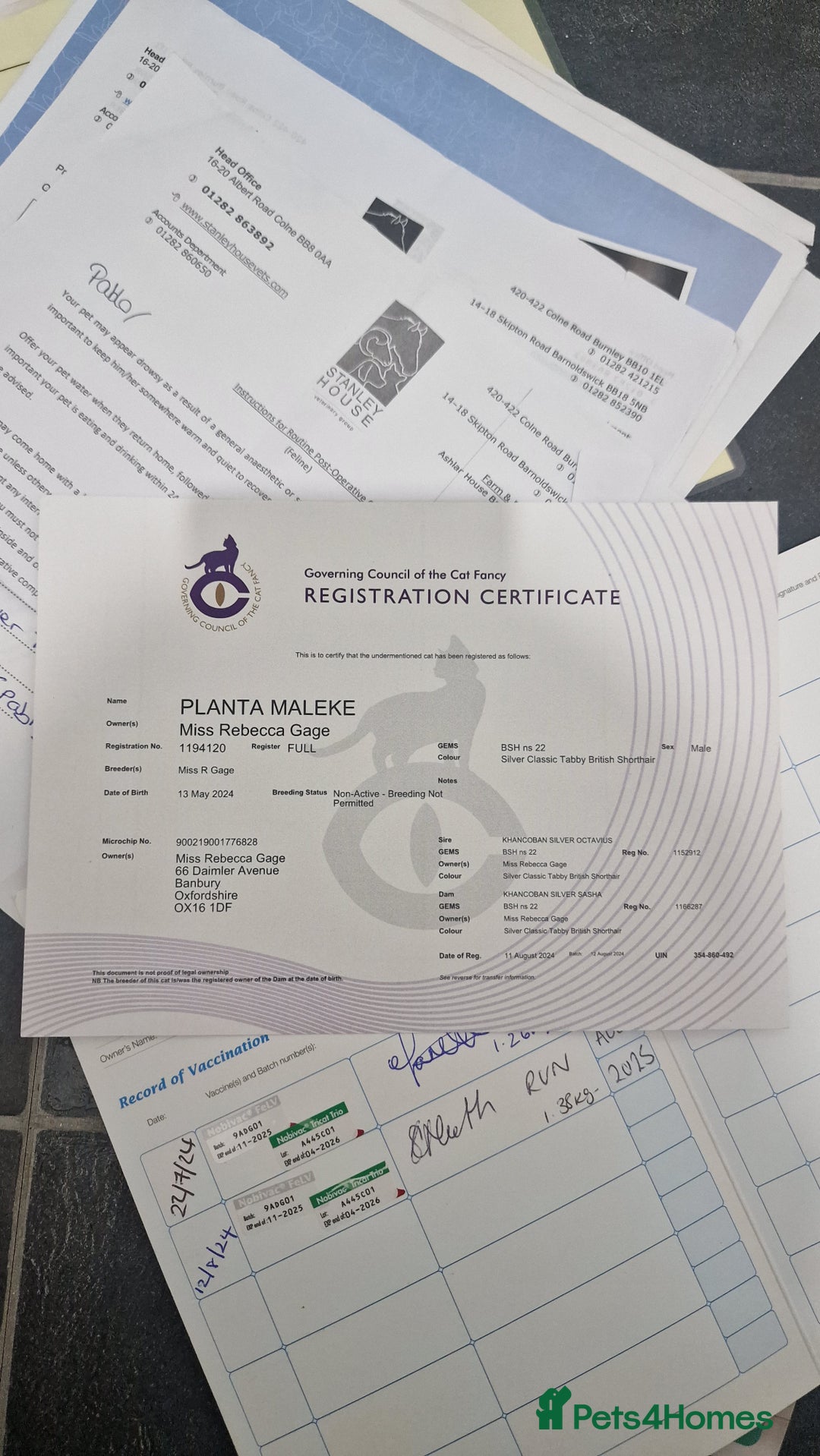 British Shorthair cats for sale: Silver Classic Tabby British Shorthair - Advert 6