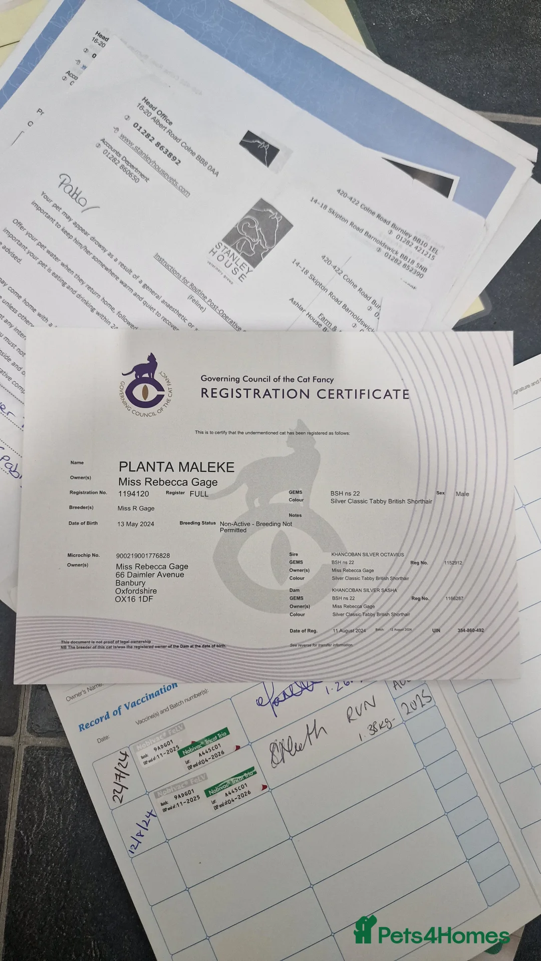 British Shorthair cats for sale: Silver Classic Tabby British Shorthair - Advert 7