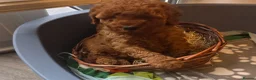 Mixed Breed dogs for sale: Miniature poodles girls in Waltham Cross - Advert 7