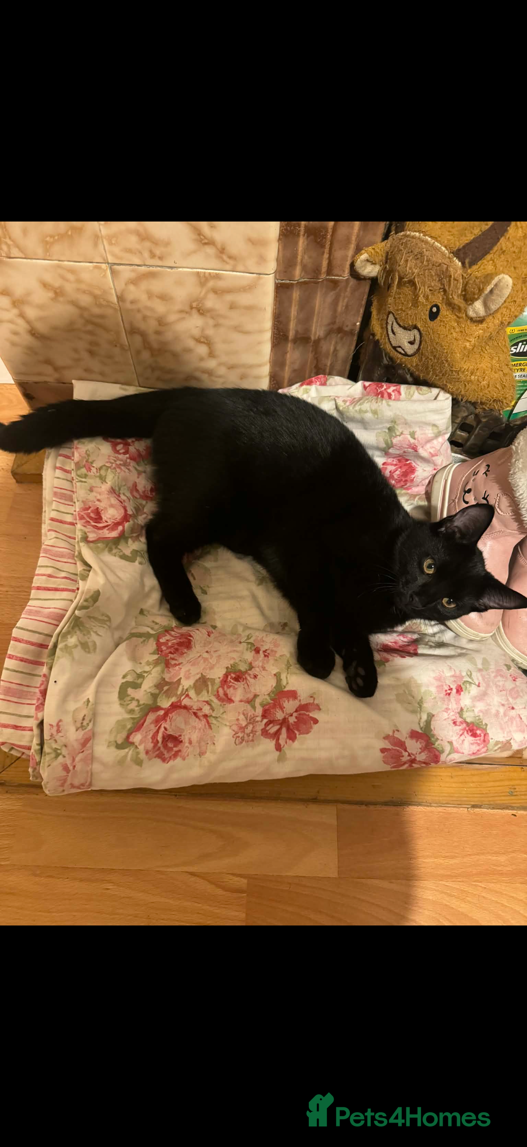 European cats for sale: 3 Gentle Kitten and 1 Old Cat Boy - Advert 1