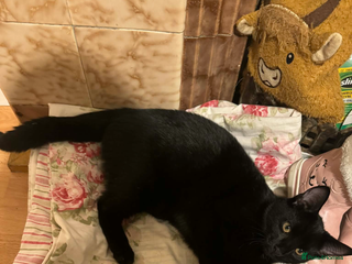 European cats 3 Gentle Kitten and 1 Old Cat Boy 50£ - Advert 2