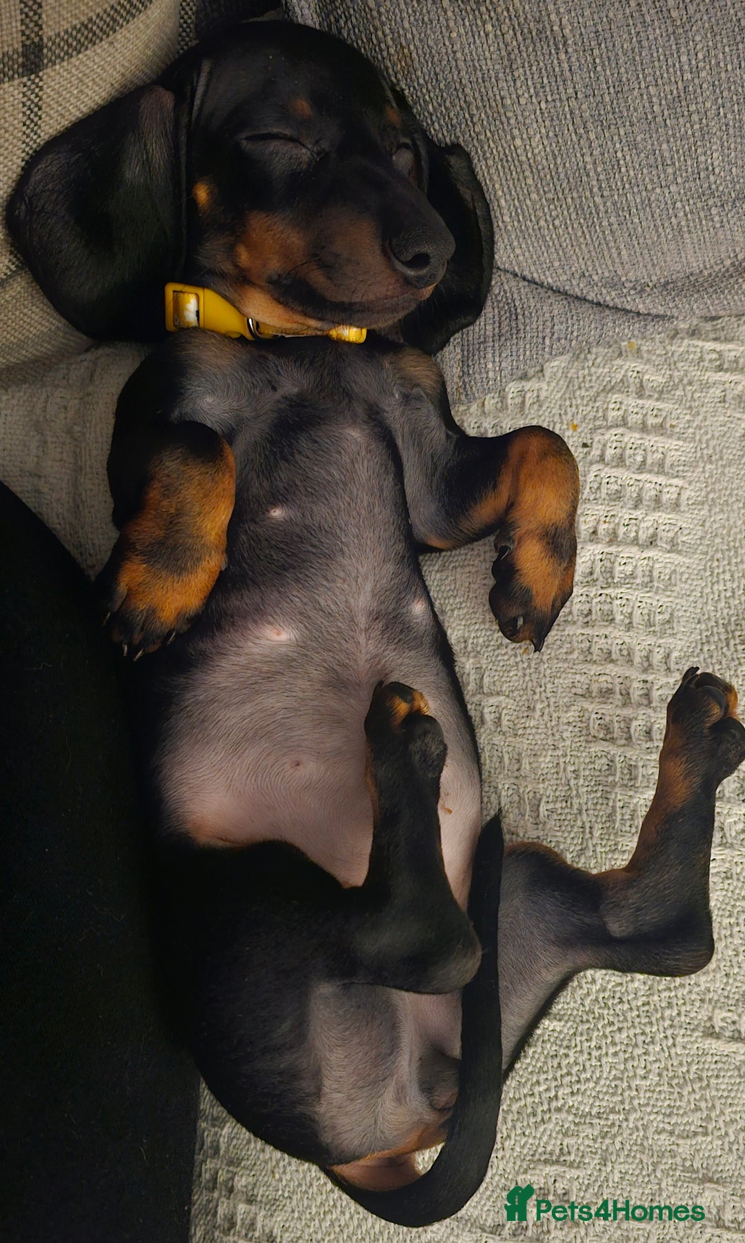 Miniature Dachshund dogs for sale: Miniature dachshund  - Advert 3