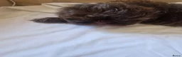 Shih Tzu dogs for sale: Shitzus puppies  - Advert 7