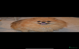 Pomeranian dogs for sale: Pomeranian  - Image 5