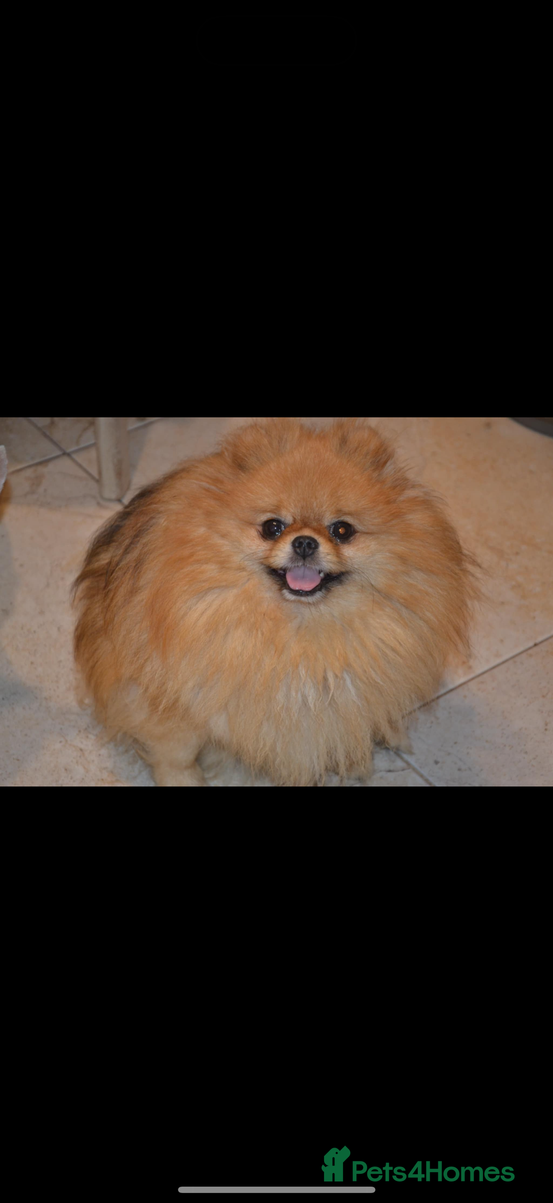 Pomeranian dogs for sale: Pomeranian  - Image 5