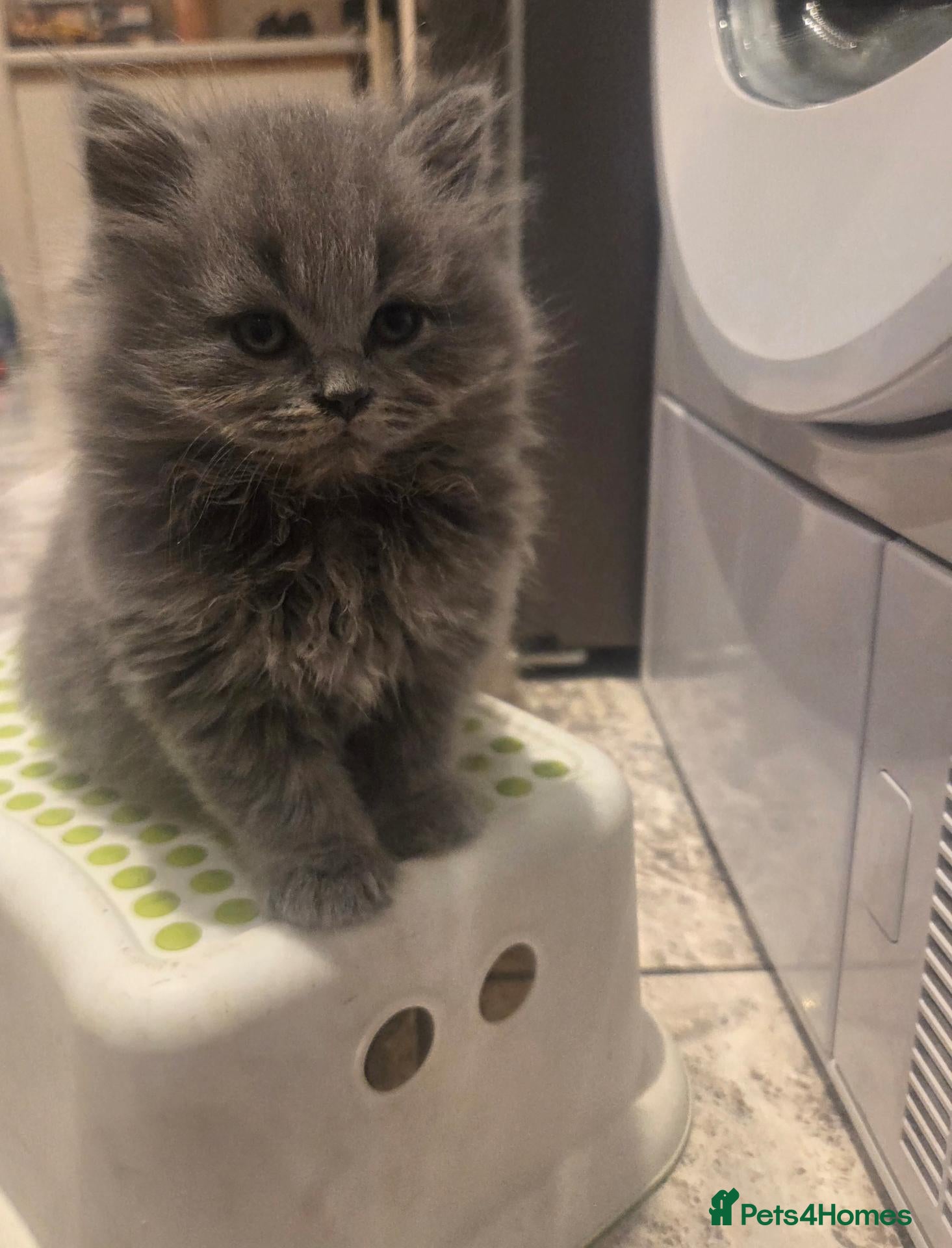 Scottish Fold cats Last kitten Scottish straight blue boy - Advert 7