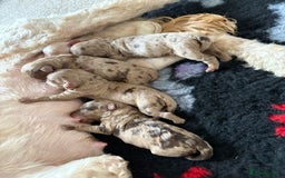 Cockapoo dogs for sale: American cockapoo - Image 12
