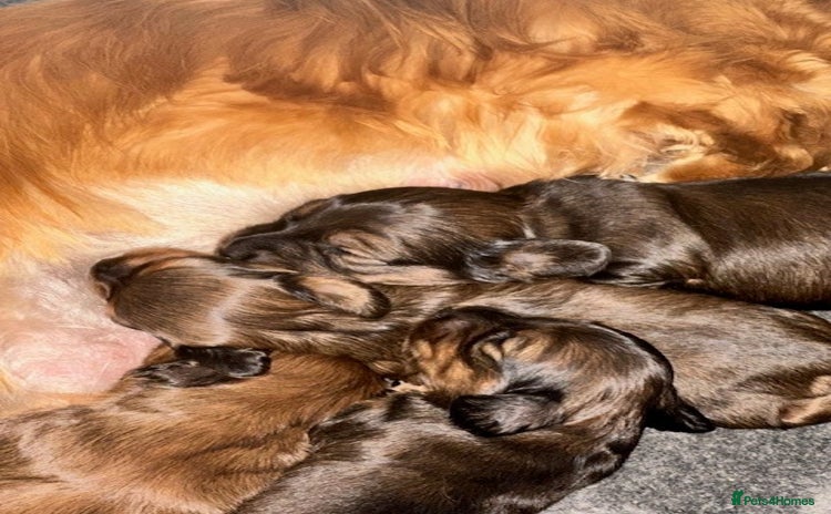 Dachshund dogs - Advert 3