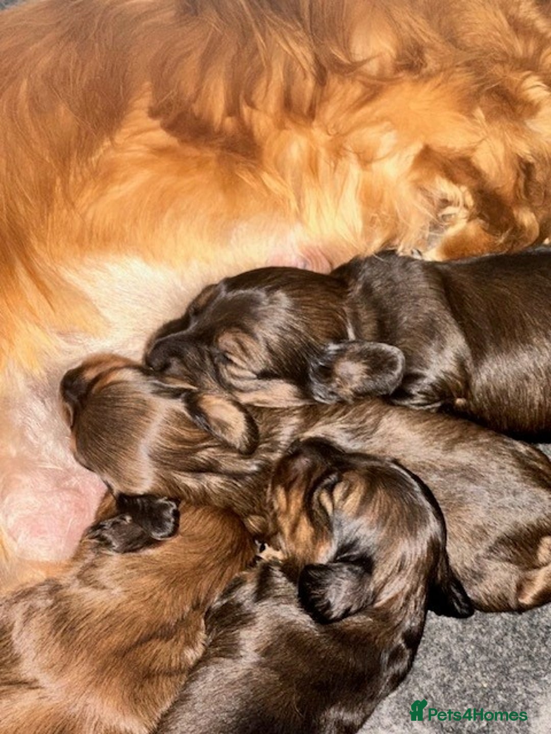 Dachshund dogs for sale: One Stunning shaded red girl still looking 😍 - Image 1