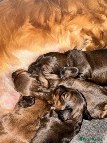 Dachshund dogs - Advert 6