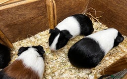 Guinea Pig rodents for sale: Bonded male/ boar guinea pigs  - Image 7