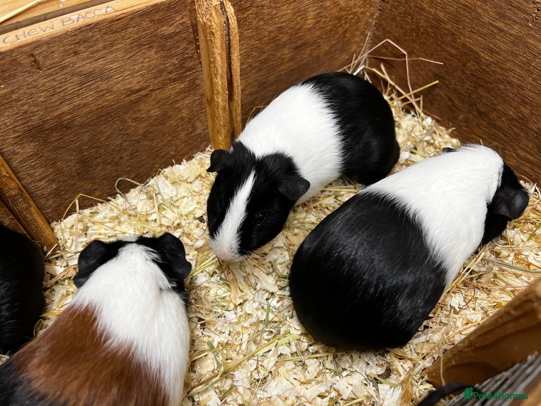Guinea Pig rodents for sale: Bonded male/ boar guinea pigs  - Image 7