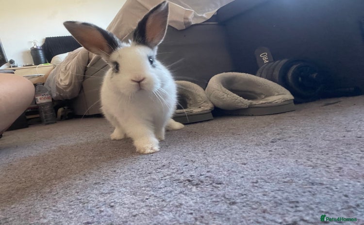 English Spot rabbits - Advert 1