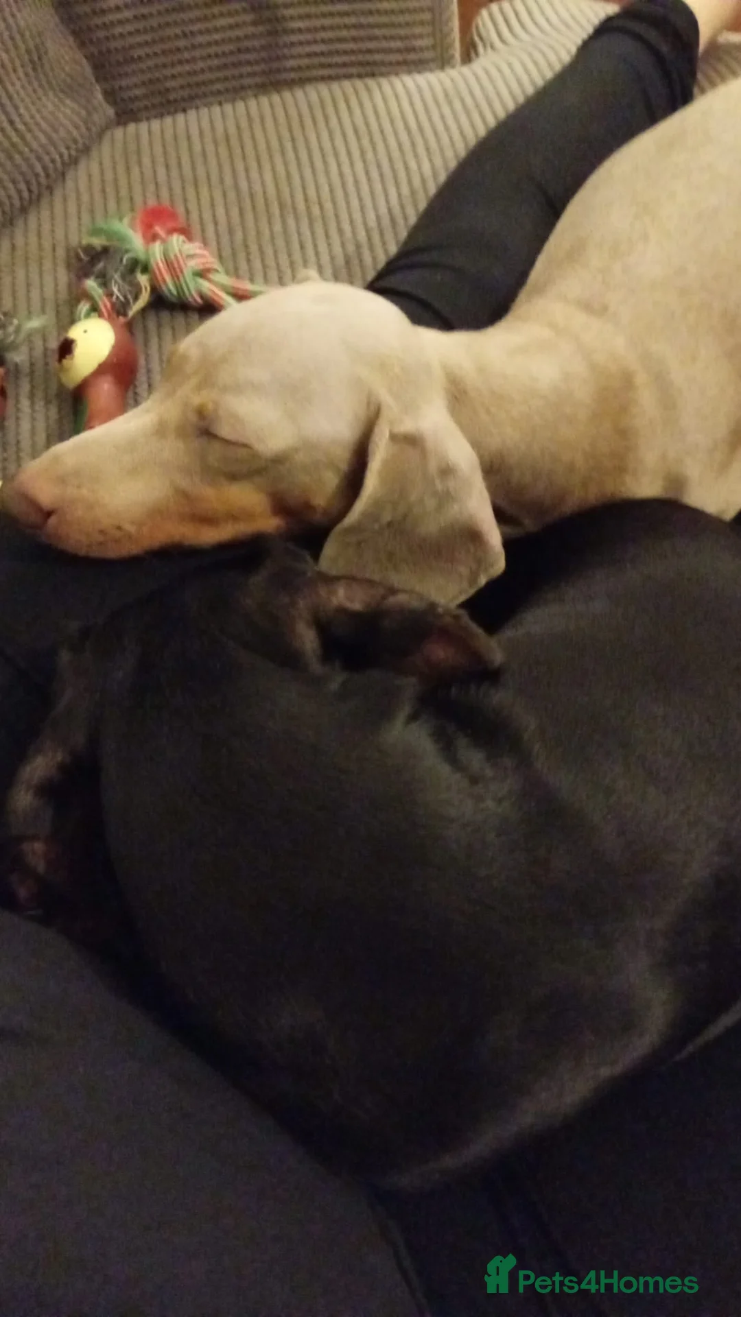 Miniature Dachshund dogs for sale: Mini dachshund - Advert 3