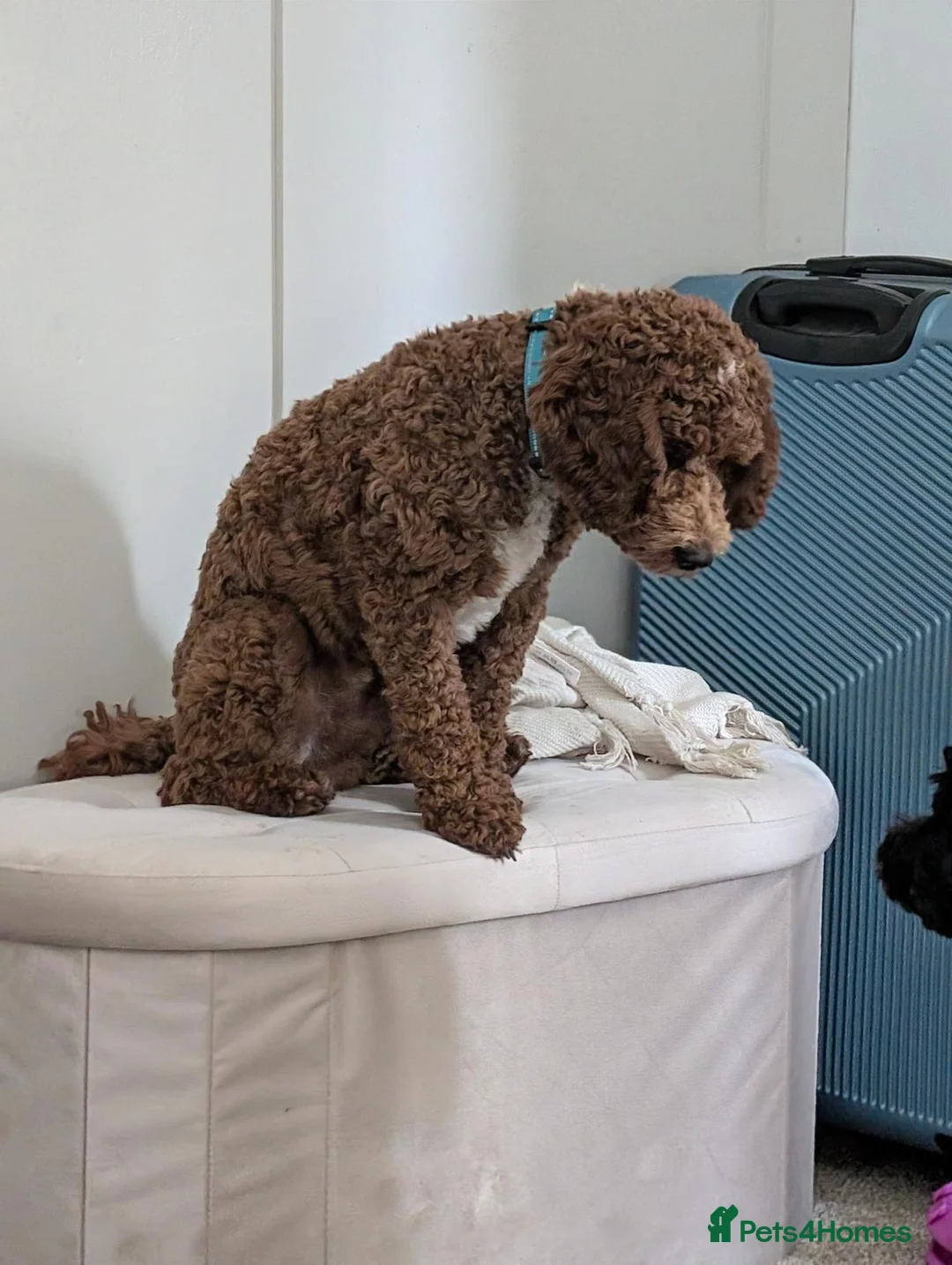 Mixed Breed dogs for sale: DUE 10/03/2026!! Beautiful poochon cross cockerpoo - Advert 6