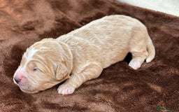 Double Doodle dogs for sale: Stunning Double Doodle Puppies  - Image 19