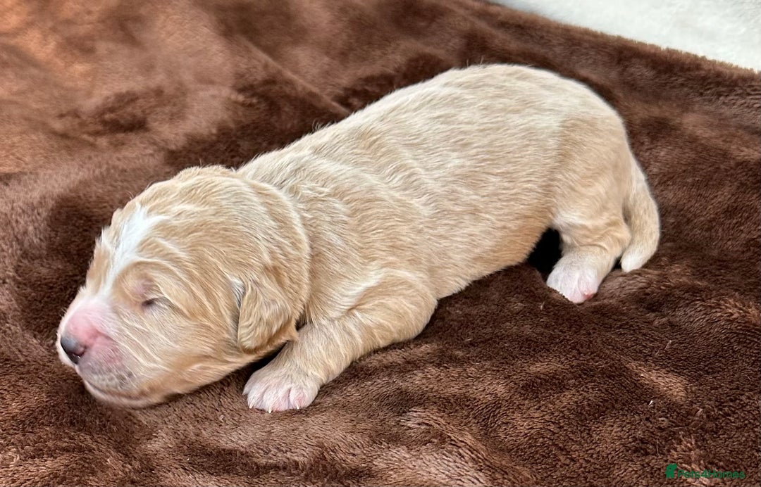 Double Doodle dogs for sale: Stunning Double Doodle Puppies  - Image 19