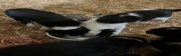 Border Collie dogs for sale: Working Collies - Advert 3