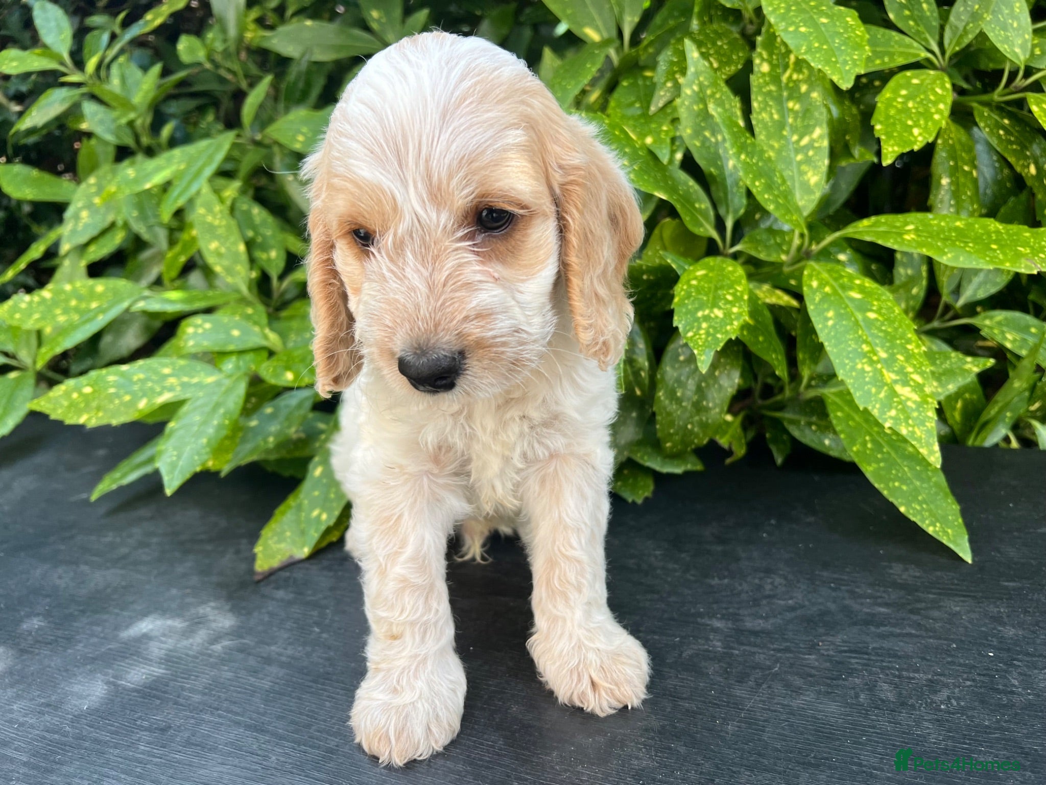 Cockapoo dogs F1 Roan Cockapoo-health tested,full refund guarant - Advert 1