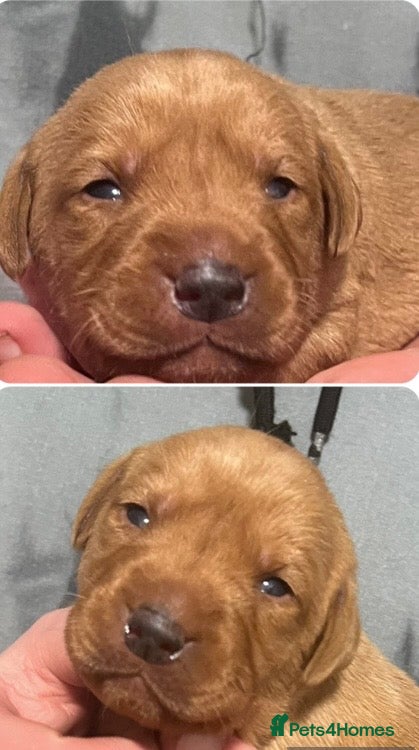 Labrador Retriever dogs SUPER DARK FOX RED PUPS FROM HEALTH TESTED PARENTS - Advert 4