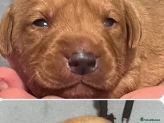 Labrador Retriever dogs SUPER DARK FOX RED PUPS FROM HEALTH TESTED PARENTS - Advert 4