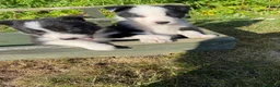 Border Collie dogs for sale: Farm Bred border collie pups  - Advert 6