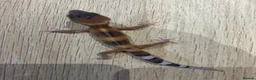 Gecko reptiles for sale: Baby leopard geckos for sale   - Advert 13