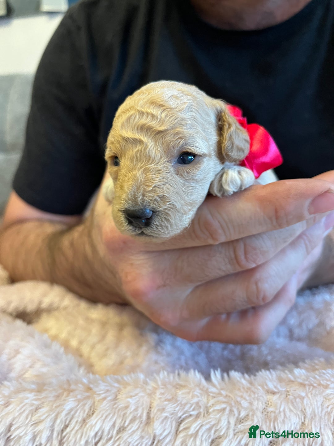 Miniature Poodle dogs for sale: Gorgeous miniature poodle pups - Image 23