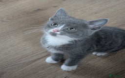 Mixed Breed cats for sale: Last grey kitten  - Image 5