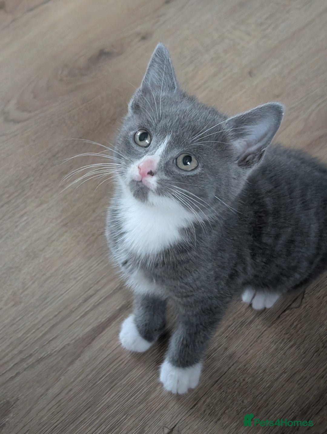 Mixed Breed cats for sale: Last grey kitten  - Image 5