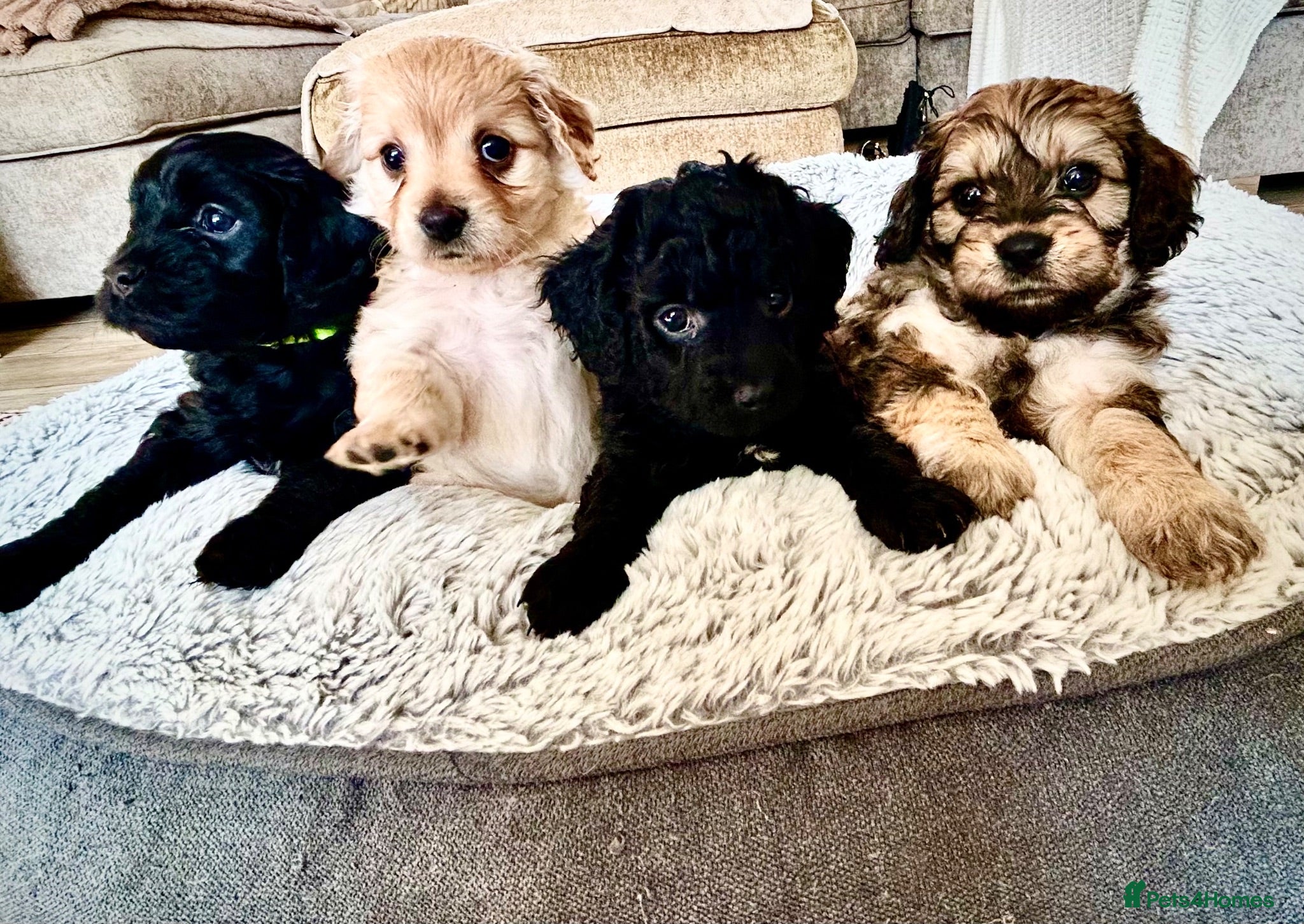 Cavachon dogs Adorable Cavachon puppies need forever homes - Advert 14
