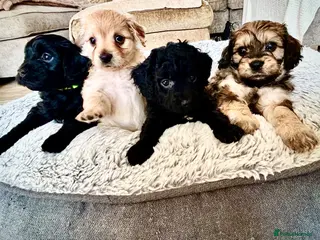 Cavachon dogs Adorable Cavachon puppies need forever homes - Advert 6