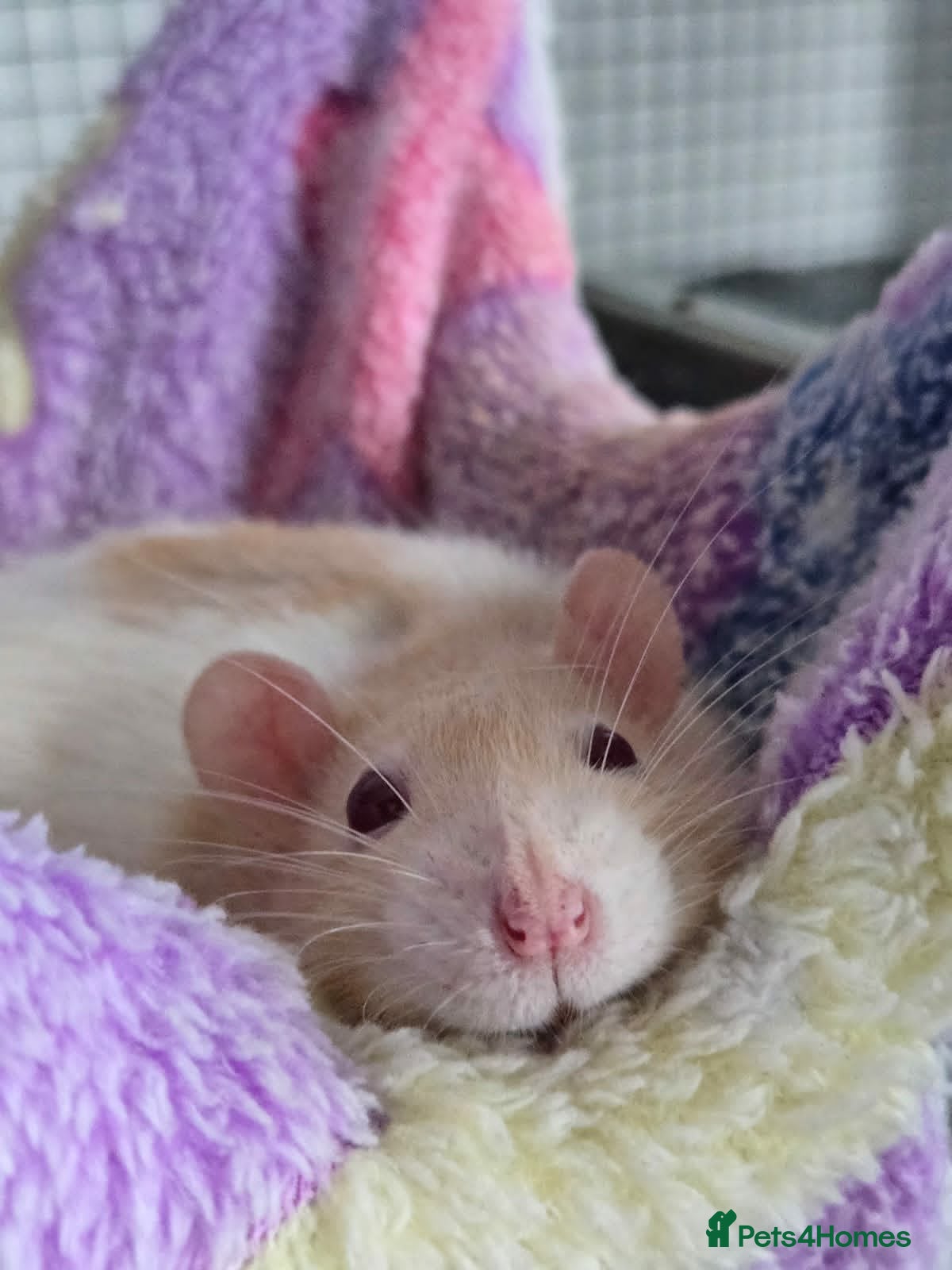 Rat rodents 3 Female Rats to RE-HOME for FREE - Advert 10