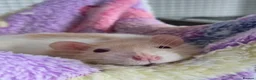 Rat rodents for sale: 3 Female Rats to RE-HOME for FREE in Edinburgh - Advert 1