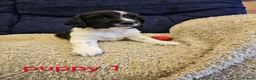 English Springer Spaniel dogs for sale: 4 KC Springer Spaniel Puppies docked & dew claws - Advert 2