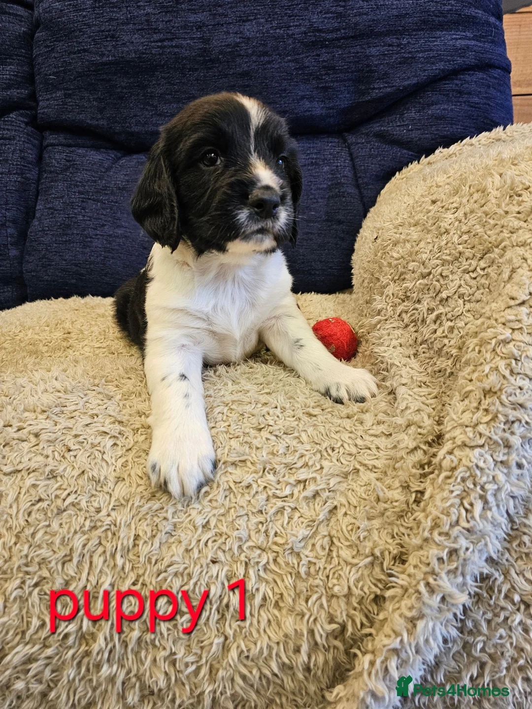 English Springer Spaniel dogs for sale: 4 KC Springer Spaniel Puppies docked & dew claws - Advert 2
