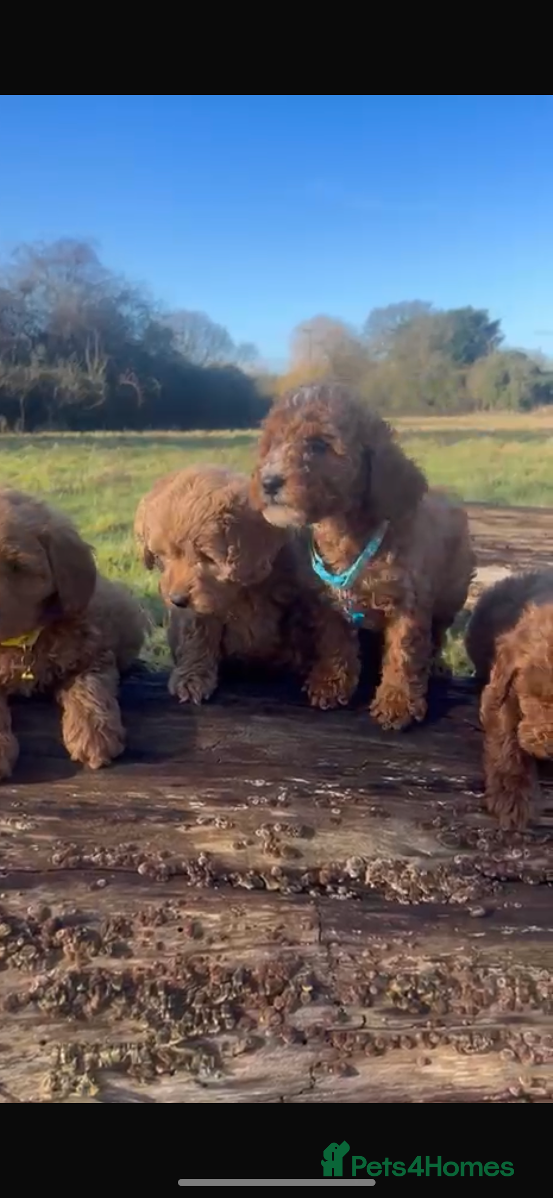 Cockapoo dogs Ready now cockapoos - Advert 14